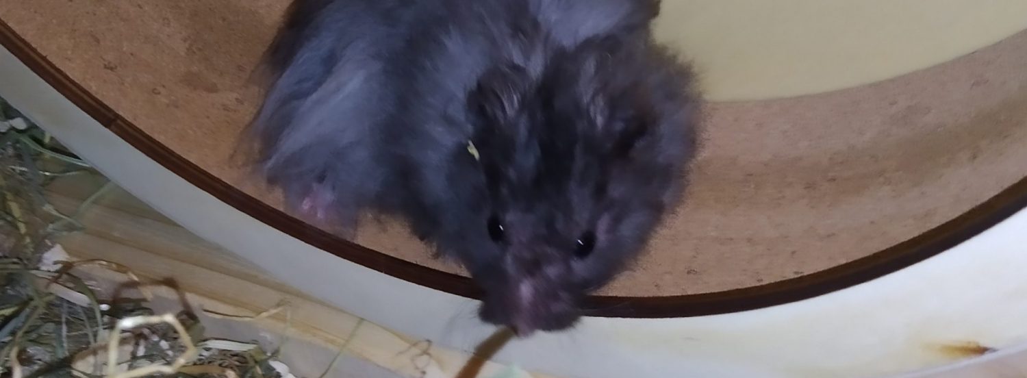 Lenas-Hamster