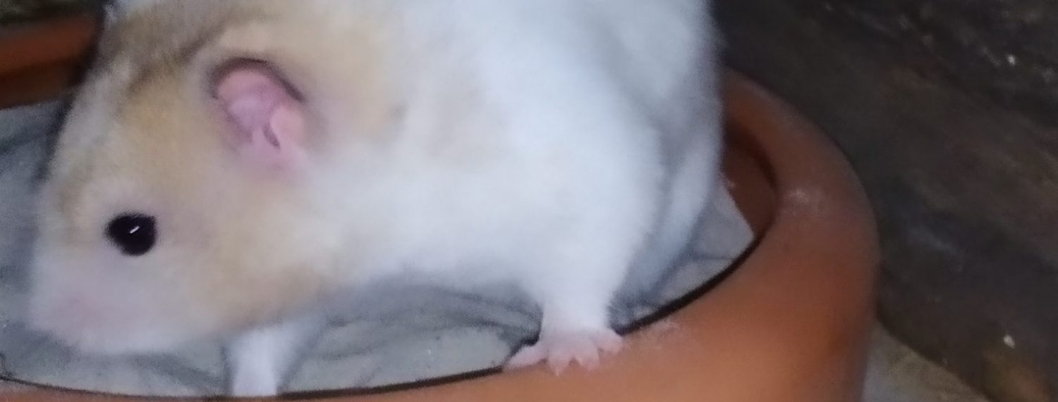 Lenas-Hamster