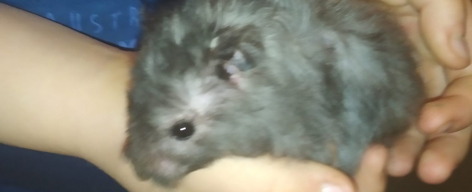 Lenas-Hamster